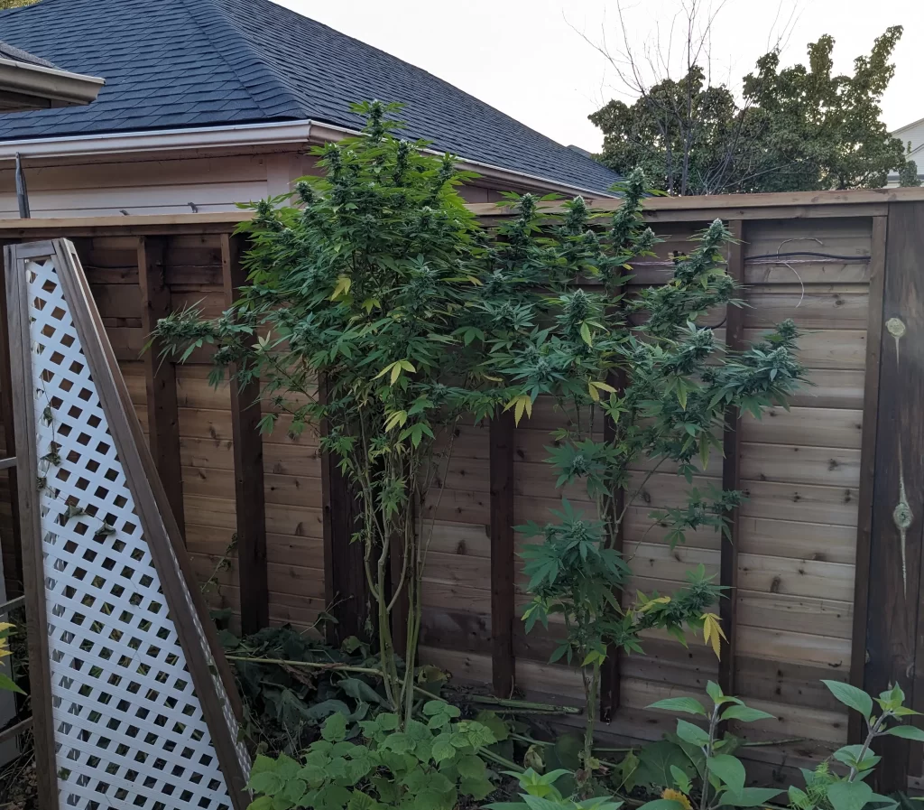 Late flowering cannabis plant in a Canadian garden pruned aggressively to prevent bud rot and maximize airflow before harvest.