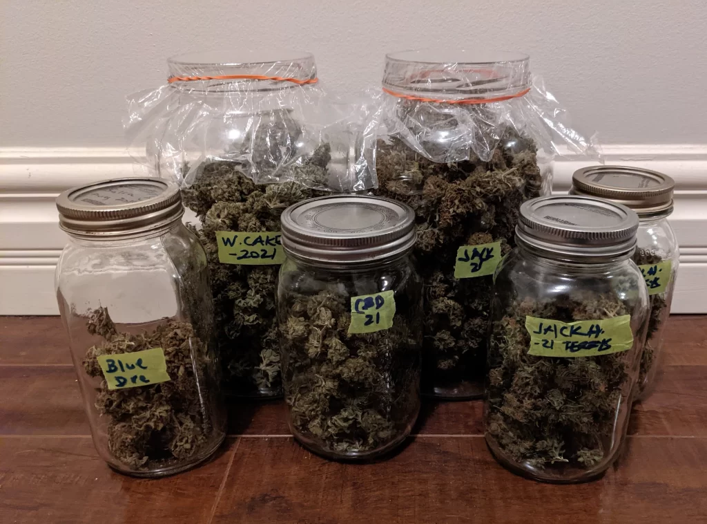 Multiple glass mason jars labeled with strain names like Blue Dream and Wedding Cake, curing harvested cannabis buds.