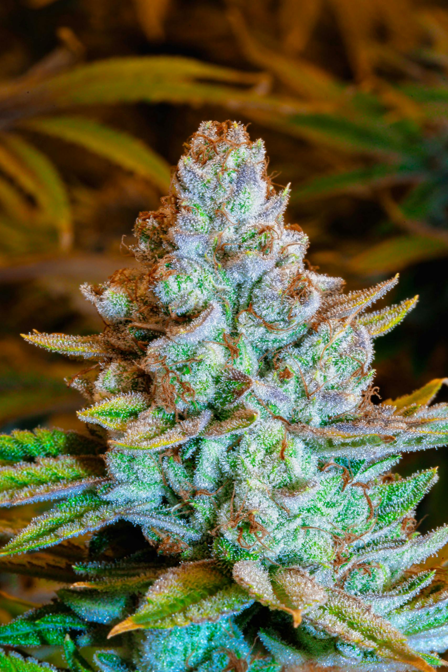 Detailed macro shot of a frosty cannabis bud with vibrant colors in Paraguay.