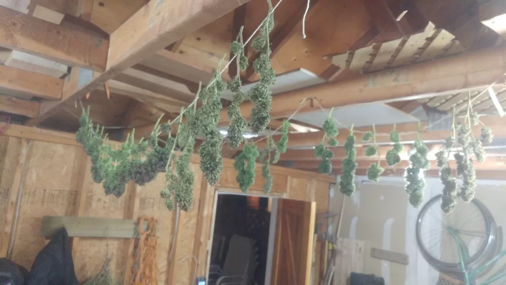 Cannabis branches hanging to dry from the ceiling in a cool, dark Canadian home grow space to preserve terpenes.