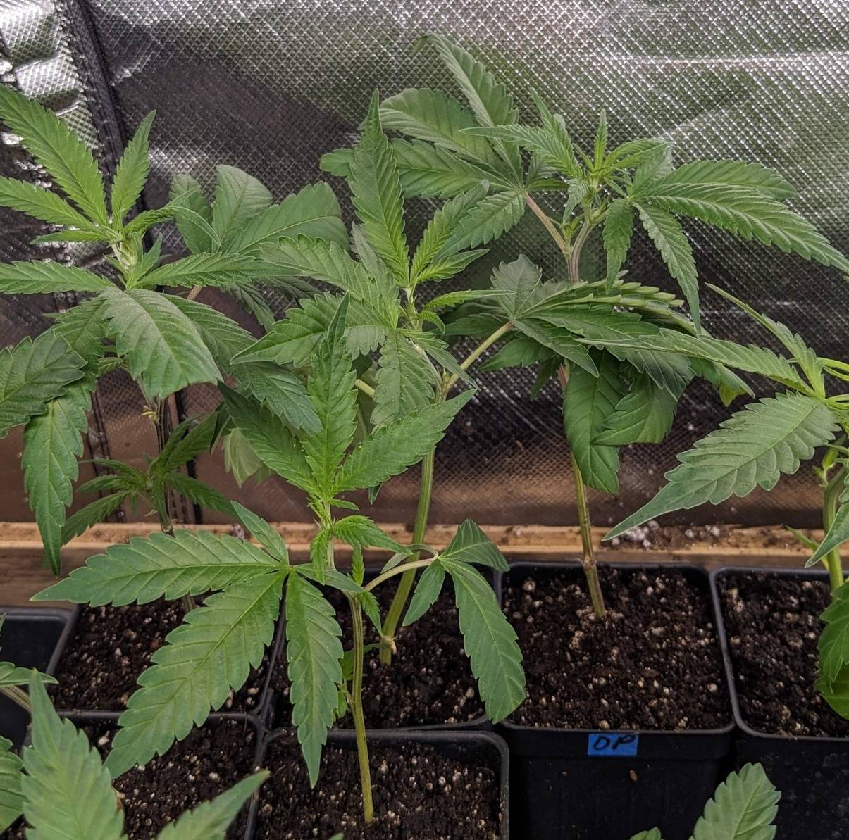 Robust Northern Lights Indica clone, showing wide, dense leaves, perfect for indoor gardens.