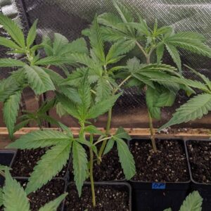 Strong and established Orange Sherbert hybrid clone, ready for quick vegetative growth.