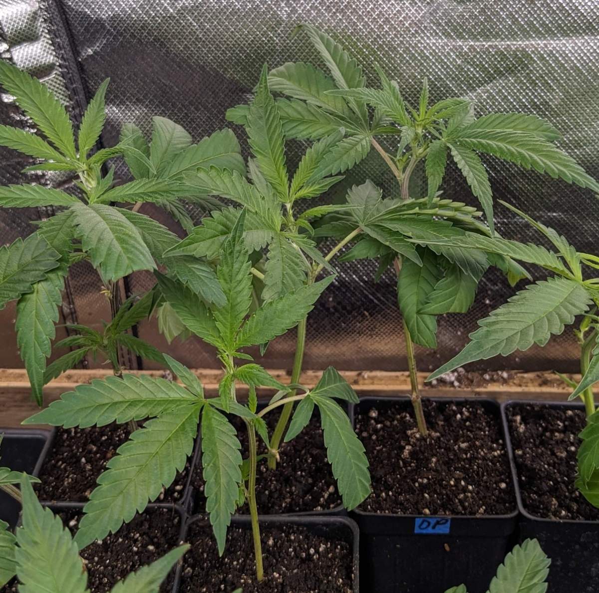 Ready-to-grow Super Lemon Haze Sativa clone, featuring elongated leaves for rapid vertical growth.