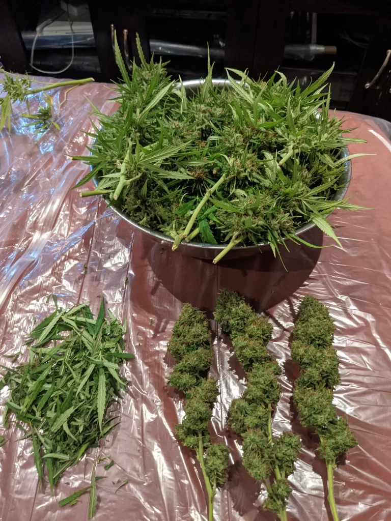 Freshly harvested cannabis colas laid out for trimming alongside a bowl of untrimmed buds and a pile of sugar leaf trim.