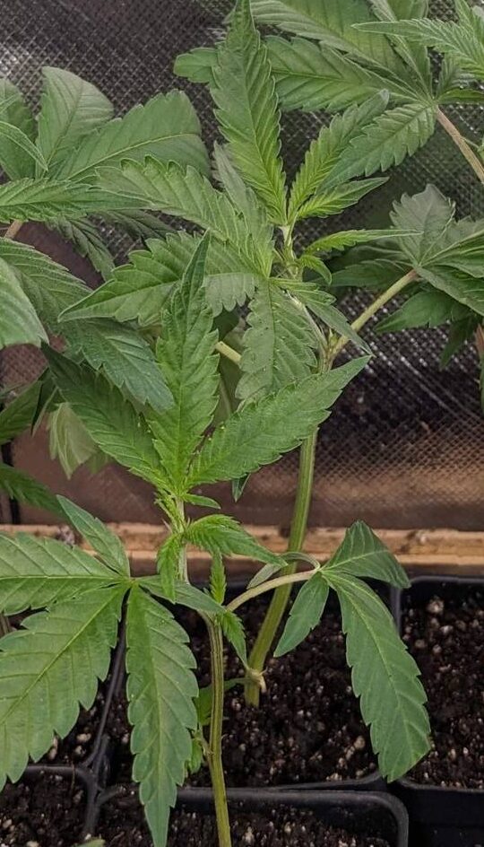 Vigorous White Widow hybrid clone, strong root development for high-yield growers.