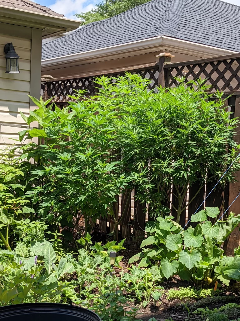A large, vigorous cannabis plant in the late vegetative stage growing in a backyard garden in Canada next to a wooden fence.