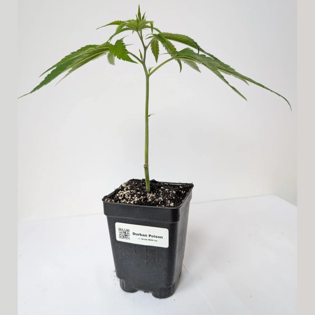 Durban Poison clone, pure sativa clones, rooted cannabis plants Canada, Durban Poison genetics.