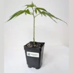 Durban Poison Clones