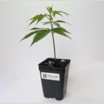 Northern Lights Clones