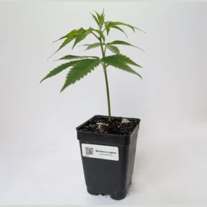 Northern Lights clone, indica cannabis clones, rooted clones for sale Canada, Northern Lights nursery stock.
