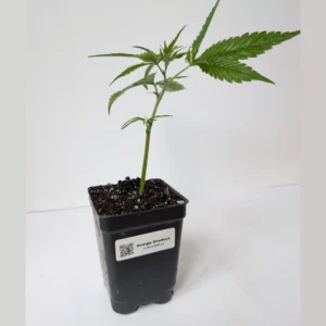 Orange Sherbert cannabis clone, premium hybrid clones, rooted plantlets, Orange Sherbert genetics Canada.