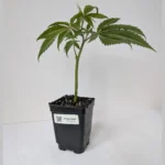 Purple Kush Clones