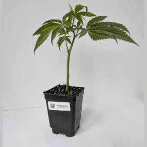 Purple Kush clone, rooted cannabis seedling, indica strain clones Canada, Homegrown Clones Purple Kush.