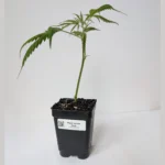 Super Lemon Haze Clones