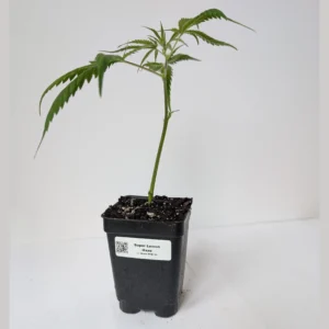 Super Lemon Haze clone, sativa dominant clones, rooted cannabis cuttings, Super Lemon Haze Canada.