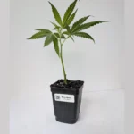 White Widow Clones