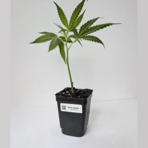 White Widow clone, hybrid cannabis clones Canada, rooted White Widow seedling, professional cannabis nursery.